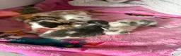 Mixed Breed cats for sale: 4 female diluted calico which/ Maine coon  - Advert 1