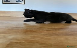 Mixed Breed cats for sale: Little black female kittens!  - Image 6