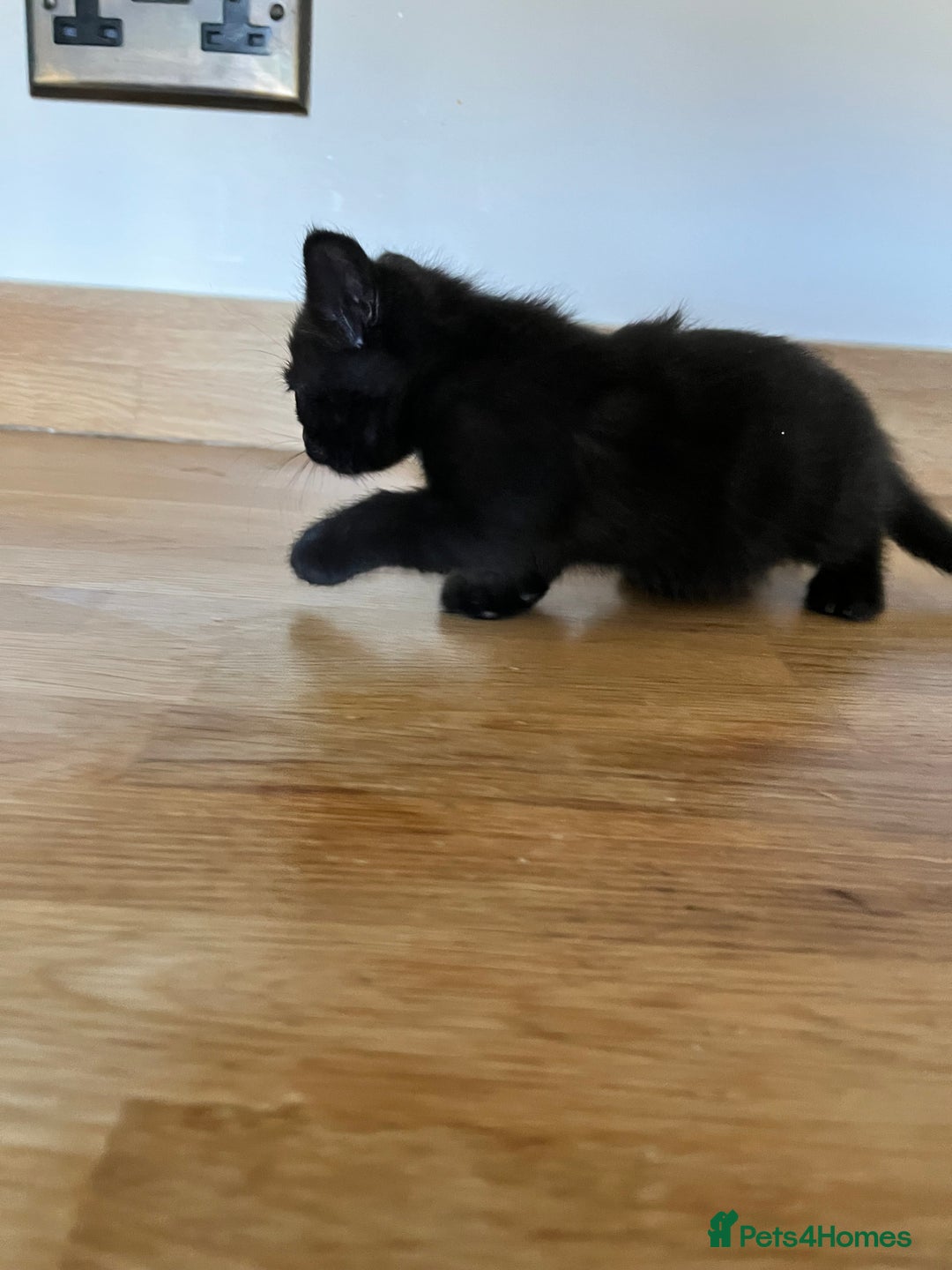 Mixed Breed cats for sale: Little black female kittens!  - Image 6