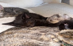Mixed Breed cats for sale: Pretty little girls  - Image 7