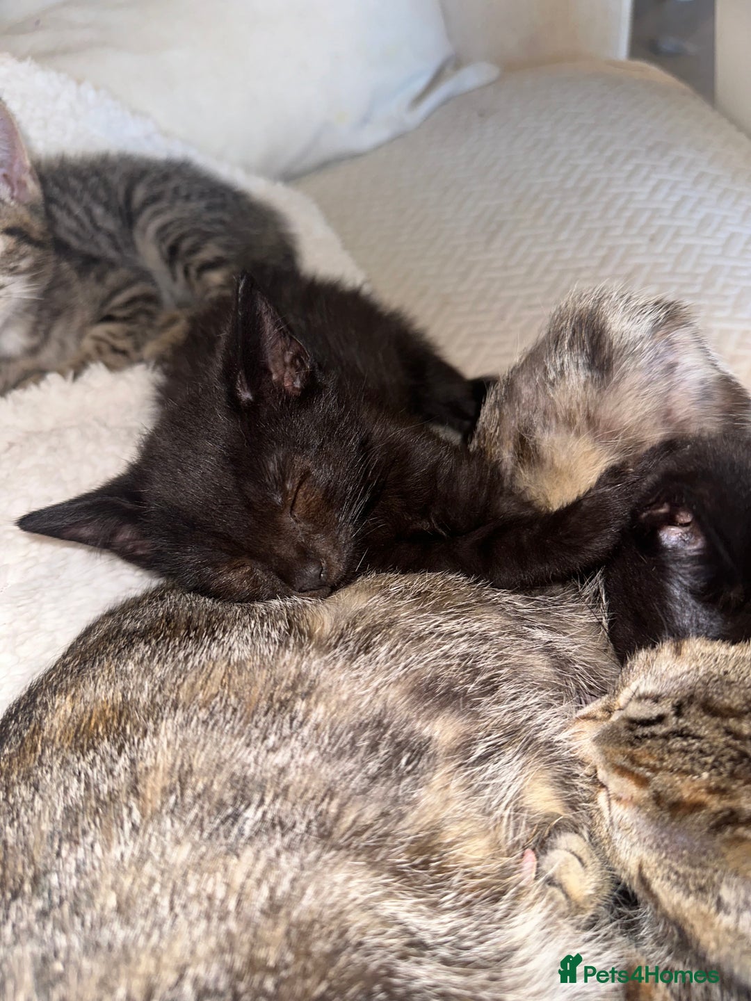 Mixed Breed cats for sale: Pretty little girls  - Image 7