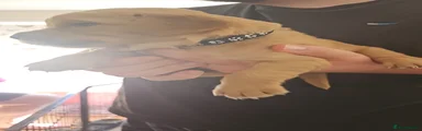 Golden Retriever Puppy 3
