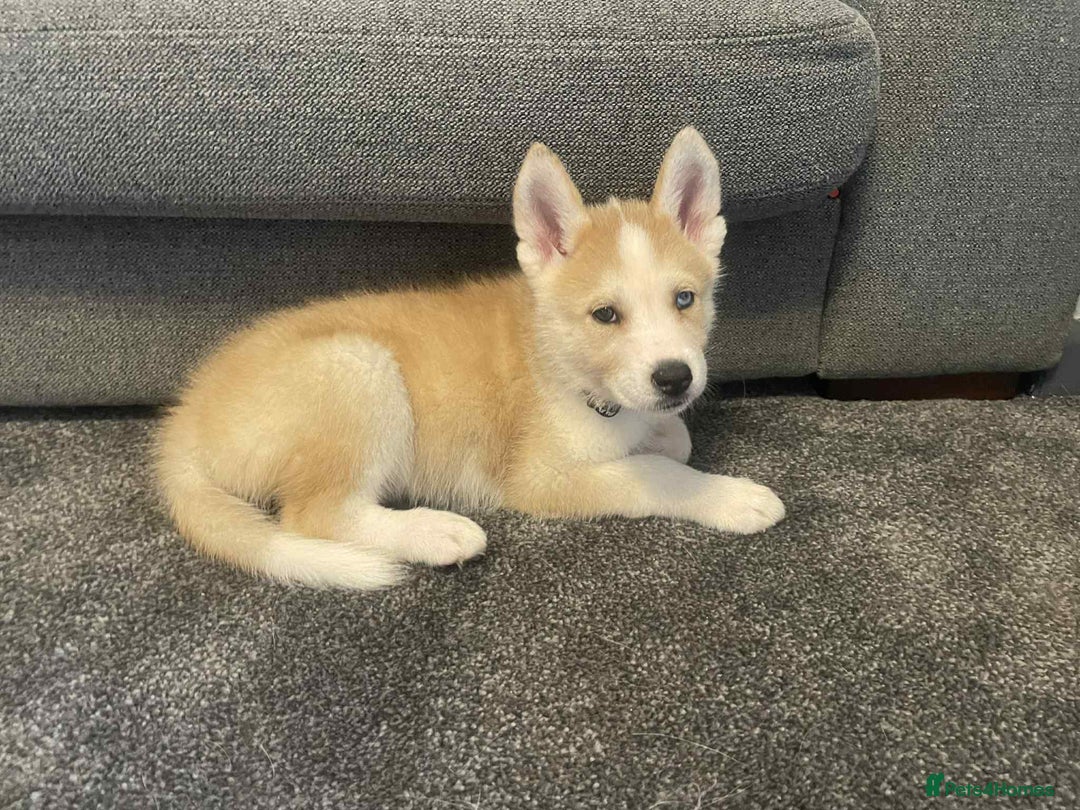 Siberian Husky dogs for sale: Female husky pup READY NOW  - Image 1