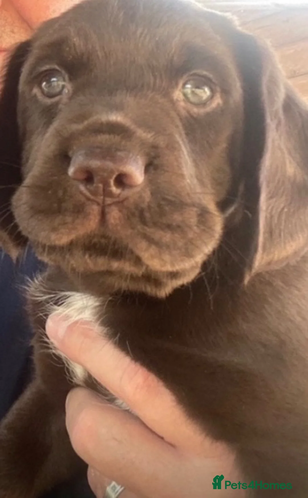 Mixed Breed dogs for sale: Litter of Working Cocker/Springador Puppies in Stowmarket - Advert 2
