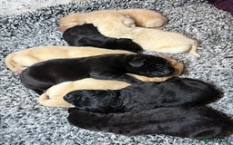 Labrador Retriever dogs for sale: 🖤 Labrador Puppies 💛 - Image 3