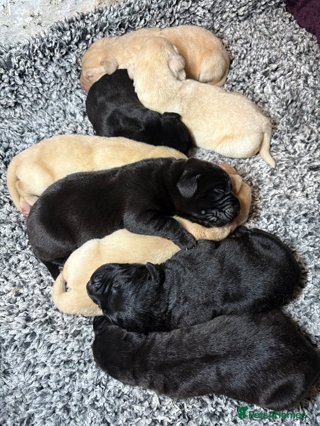 Labrador Retriever dogs for sale: 🖤 Labrador Puppies 💛 - Image 3