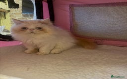 Persian cats for sale: 💗5 Boys and 3 Girl 💗 - Image 11