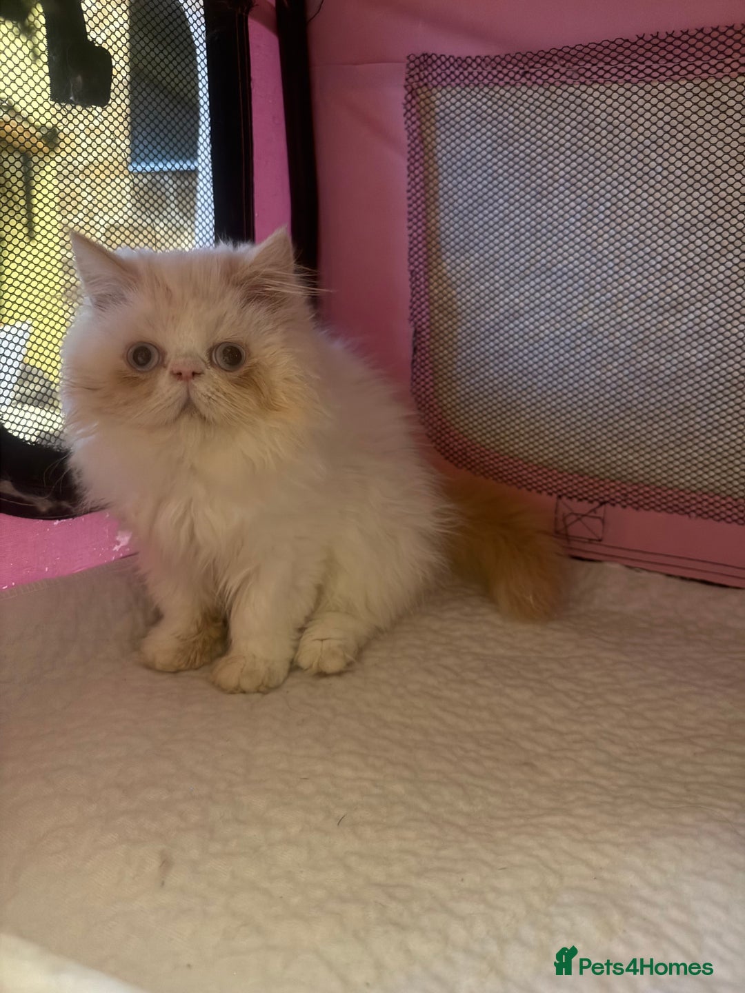Persian cats for sale: 💗5 Boys and 3 Girl 💗 - Image 11