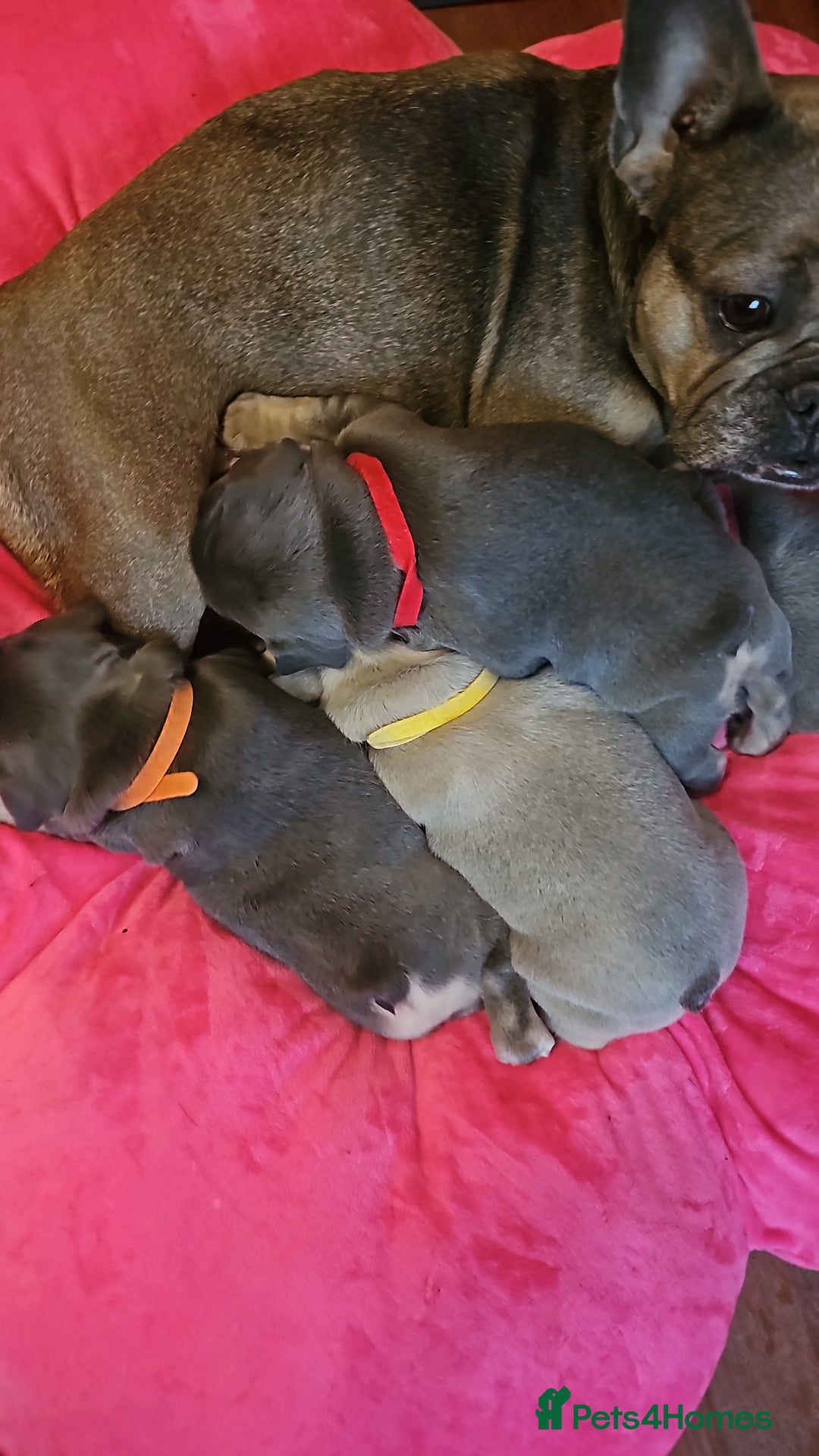 French Bulldog dogs for sale: French bulldog puppies - Advert 3
