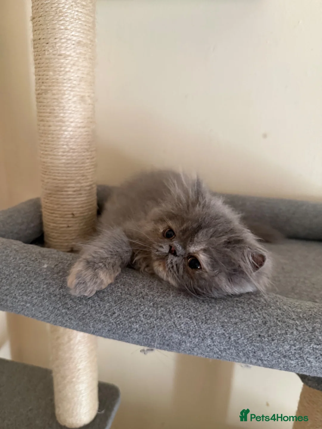 Persian cats for sale: GCCF registered blue cream Persian kitten  - Advert 2