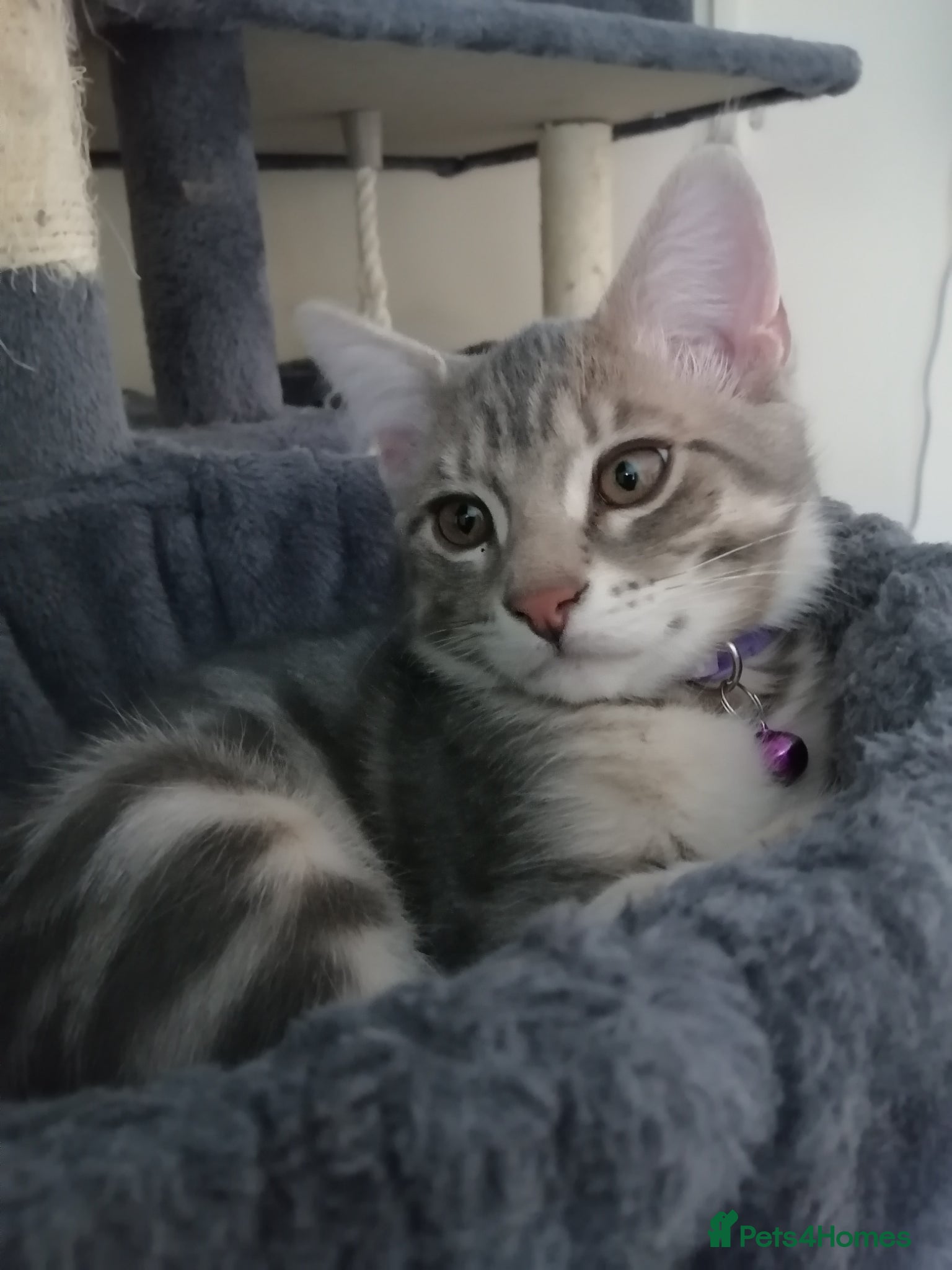 Mixed Breed cats 4 boys,XL Bengal × Maine Coon  - Advert 8