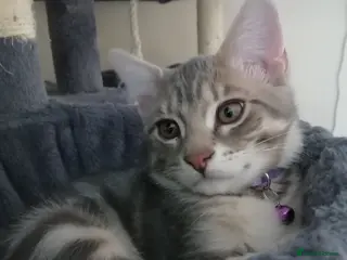 Mixed Breed cats 4 boys,XL Bengal × Maine Coon - Advert 8