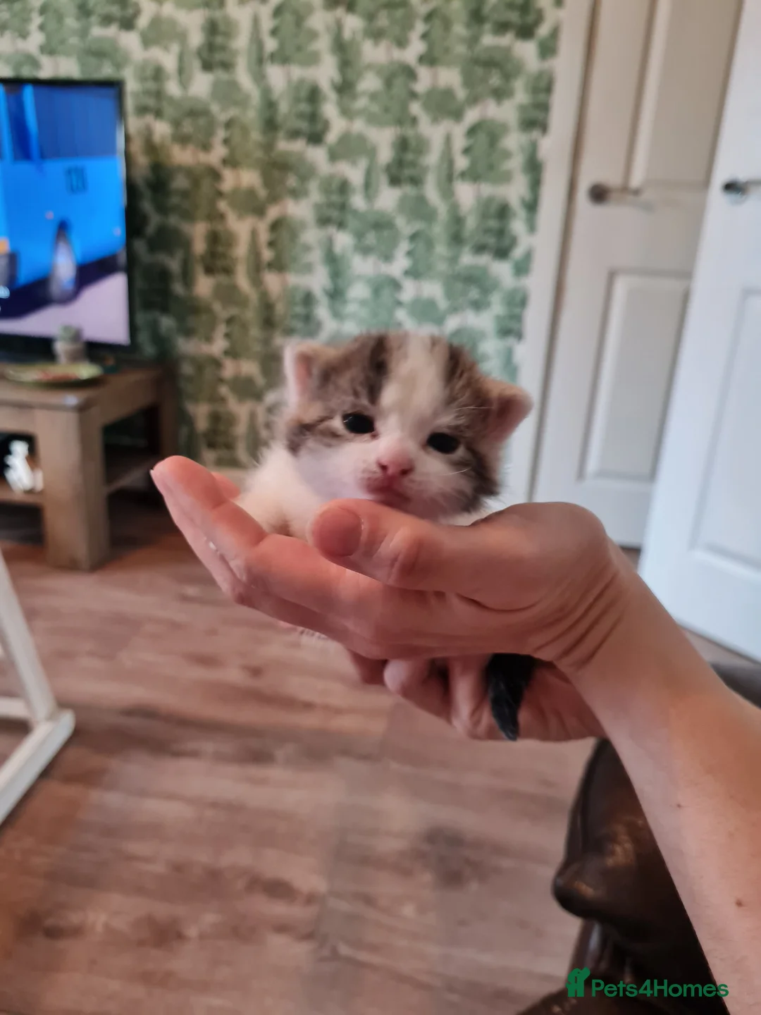 Mixed Breed cats for sale: Fluffy cute chunky kittens! - Advert 2