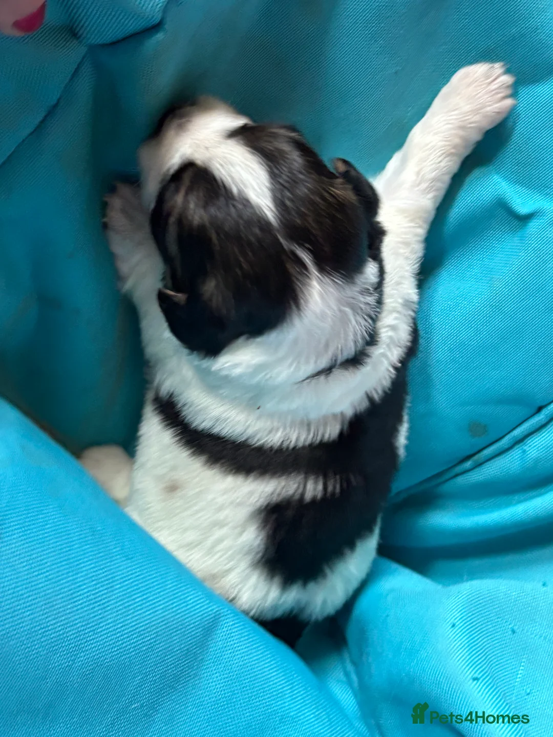 Jack Russell dogs for sale: Trad.family short legged short hair- ready!! - Advert 31
