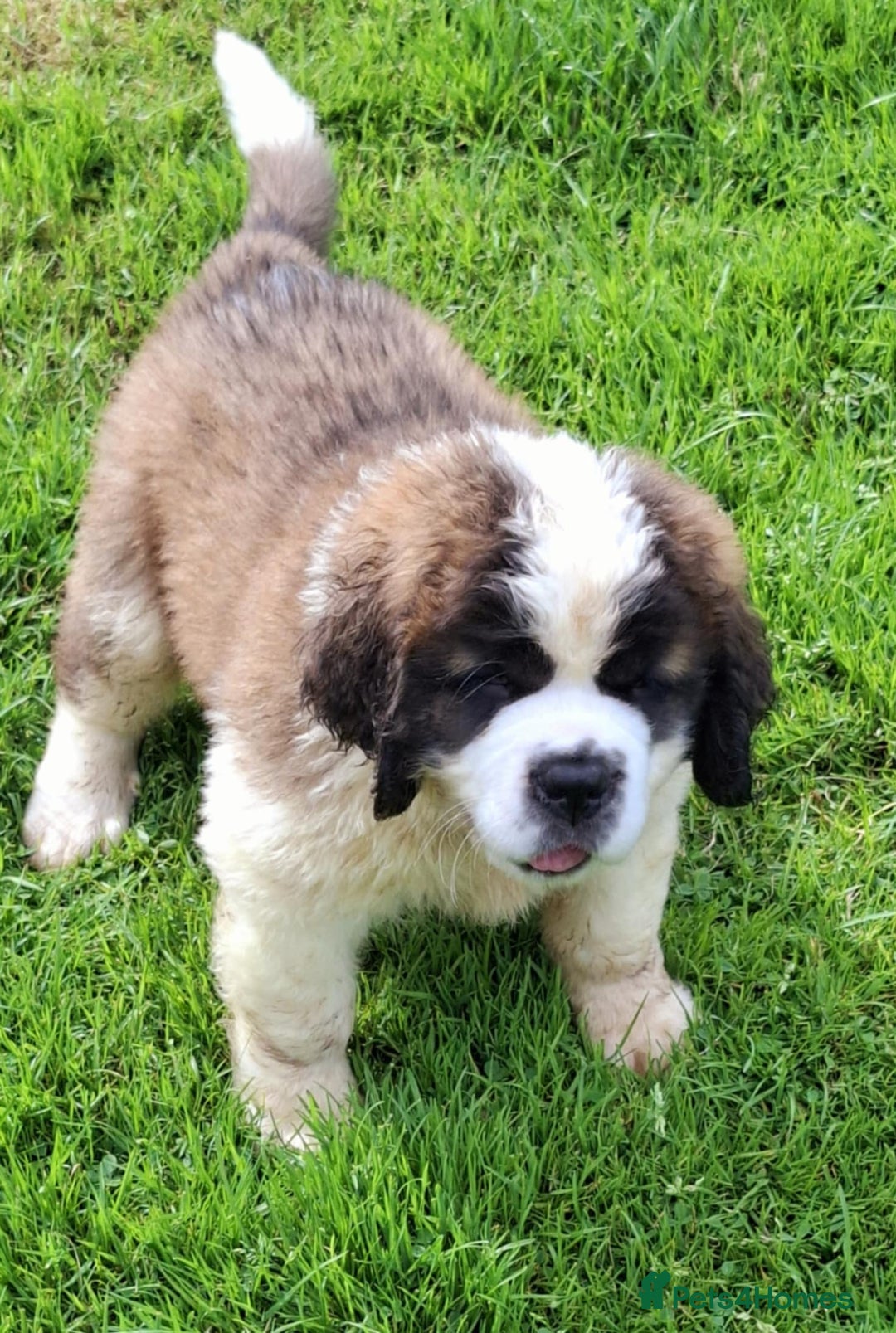 Saint Bernard dogs for sale: KC reg Saint Bernard puppies READY NOW - Image 17