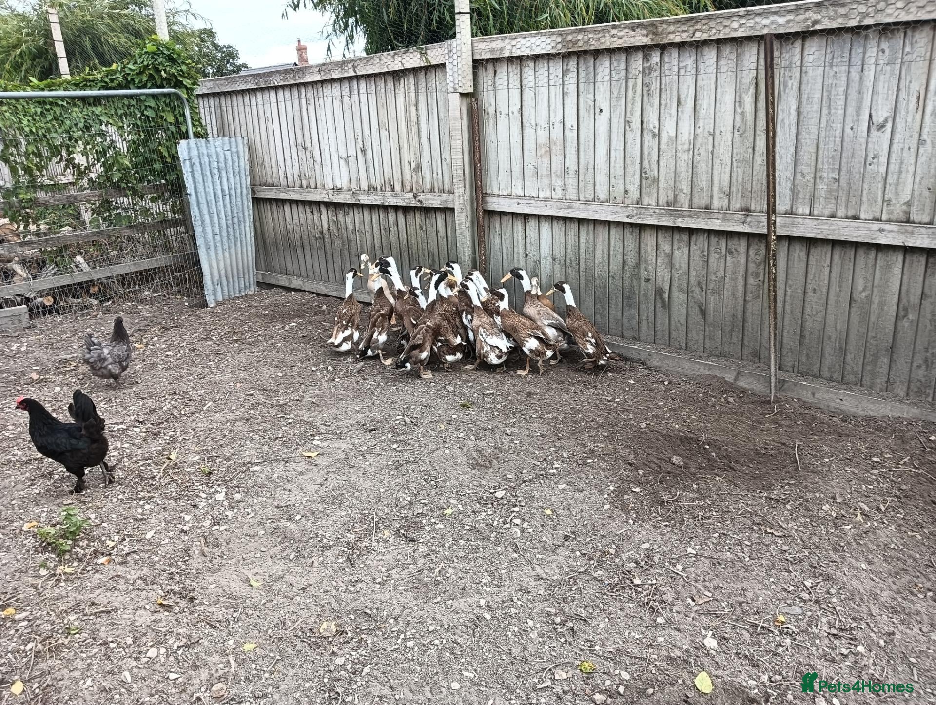 Ducks poultry POL Indian Runner Ducks - Advert 2