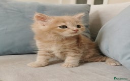 Maine Coon cats for sale: Big Chunky Maine Coon Kittens - Image 21