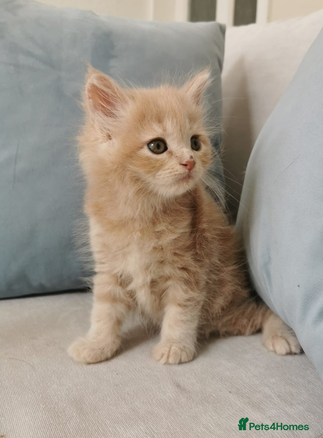 Maine Coon cats for sale: Big Chunky Maine Coon Kittens - Image 21
