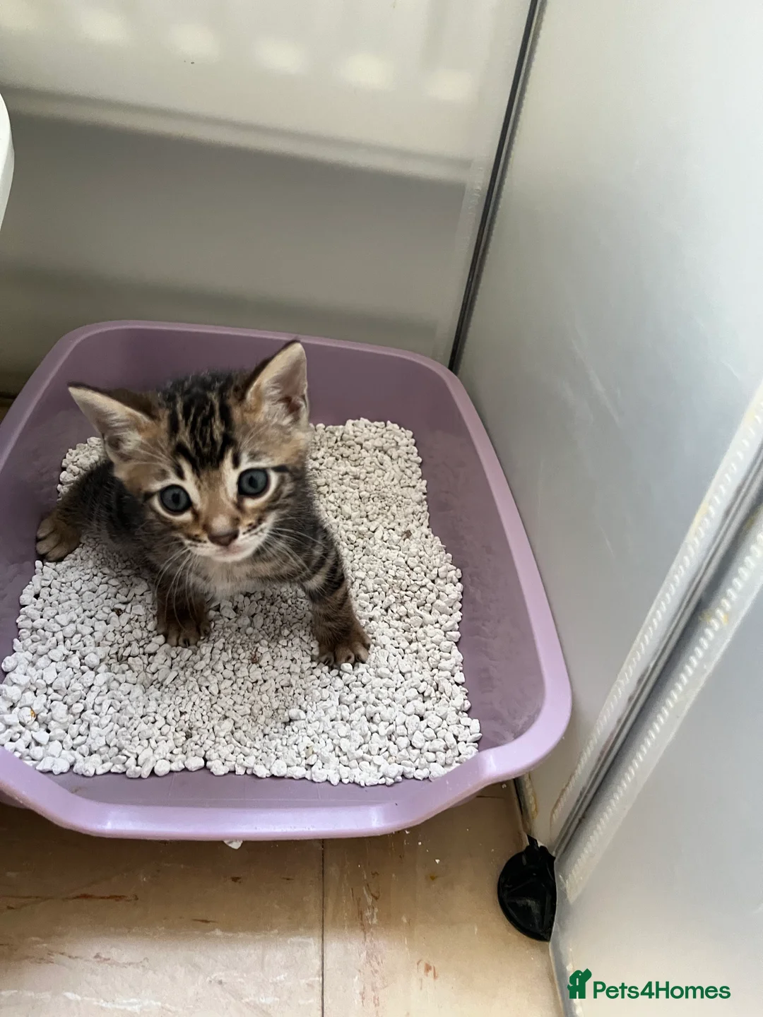 Bengal cats for sale: Stunning Charcoal Boy Kitten - Advert 2