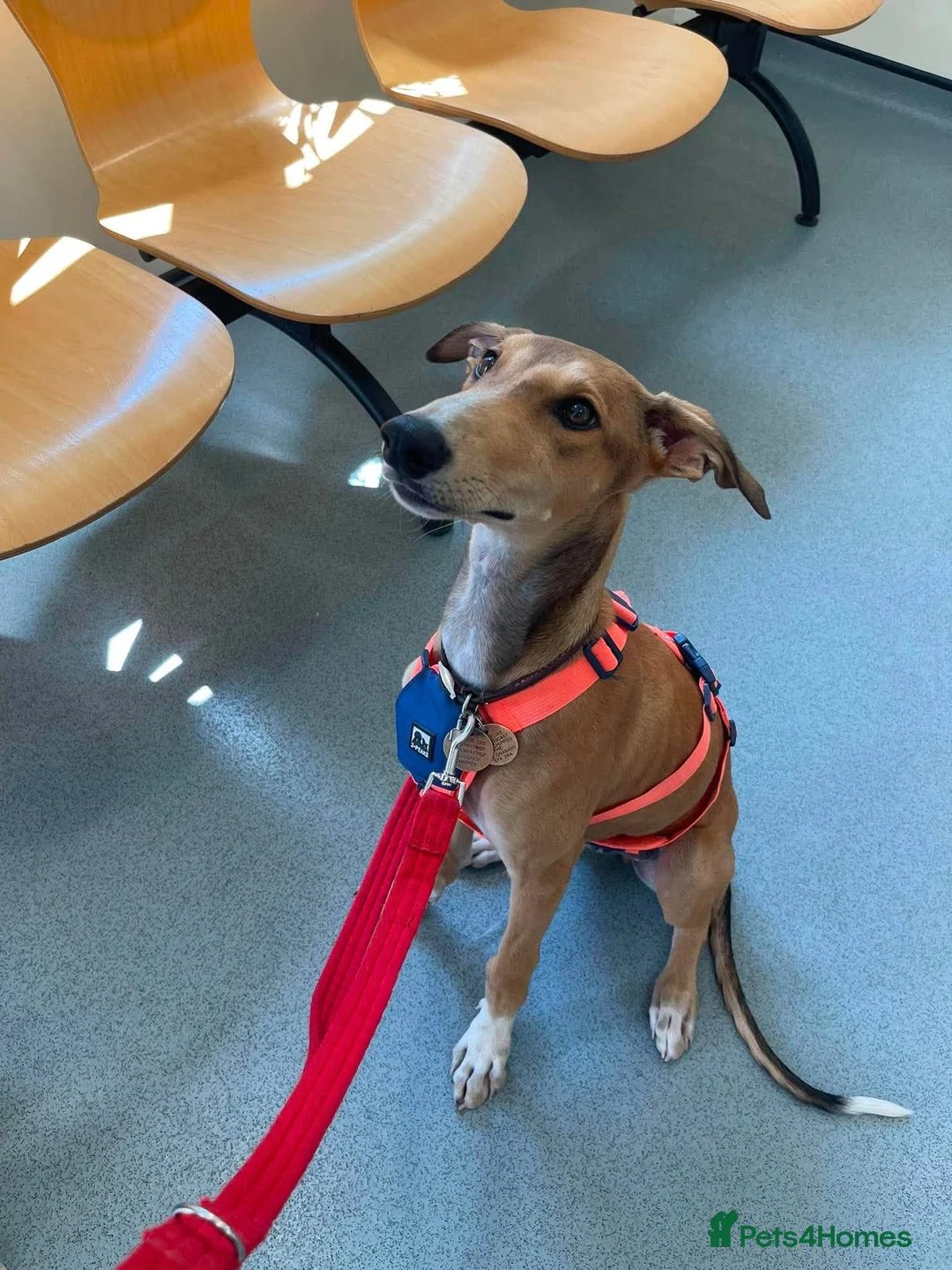 Mixed Breed dogs for adoption: Little Orion 5 months old in Shrewsbury - Advert 2