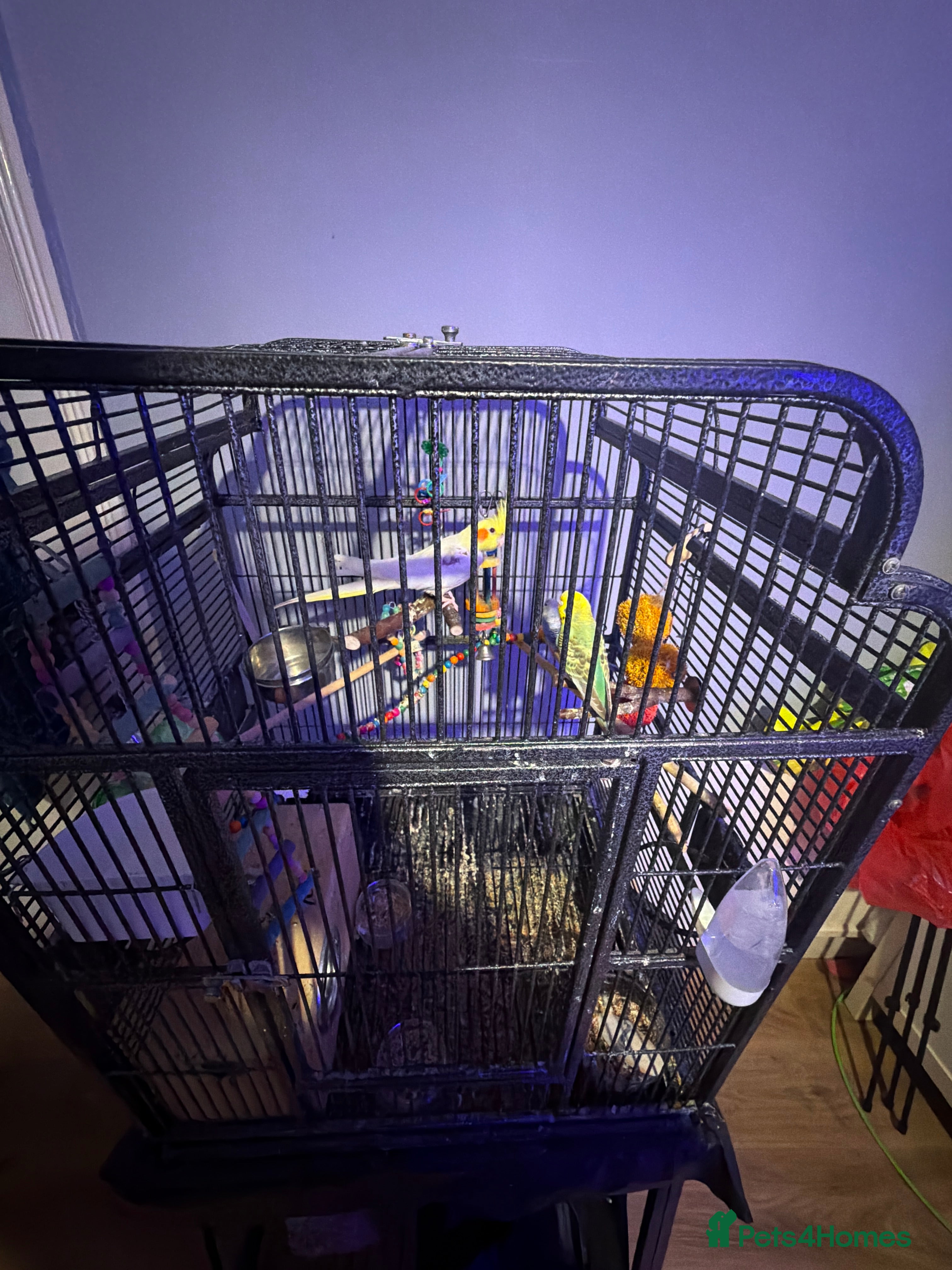 Mixed Breed birds Cocktail parot and 2 budgie - Advert 1