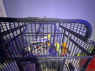 Mixed Breed birds Cocktail parot and 2 budgie - Advert 14