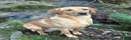 Labrador Retriever dogs for sale: Stunning Working Female Fox Red Labrador (3yrs)  in Bakewell - Advert 5