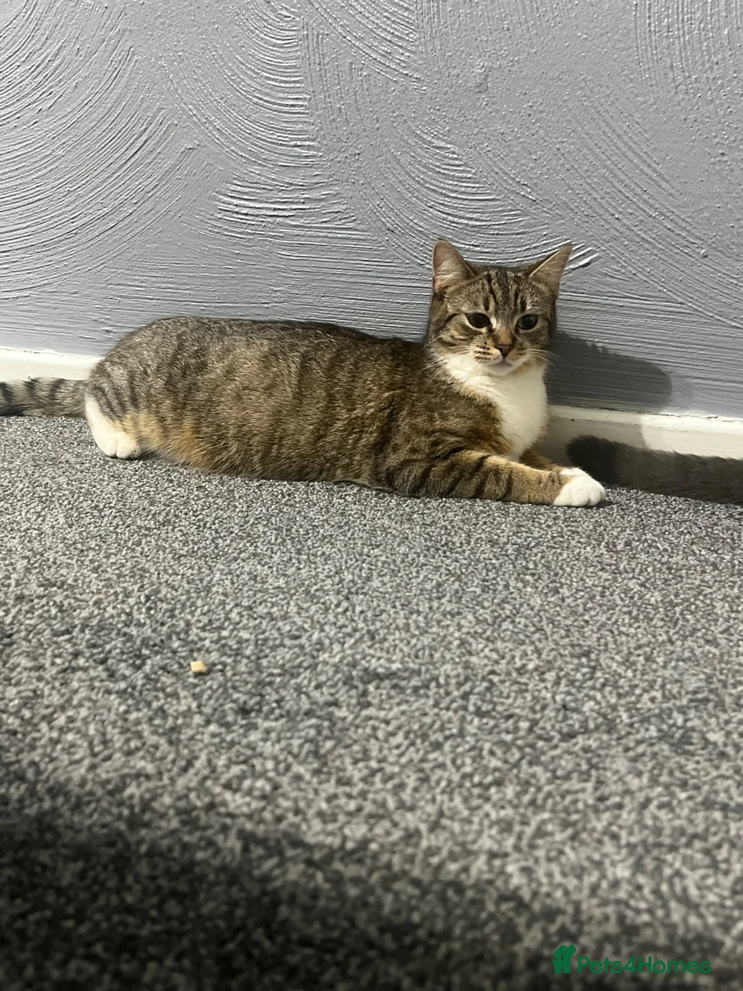 Mixed Breed cats for sale: Tabby kittens  - Advert 1