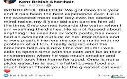 British Shorthair cats for sale: Your Furry Fantasy Awaits! - Image 37