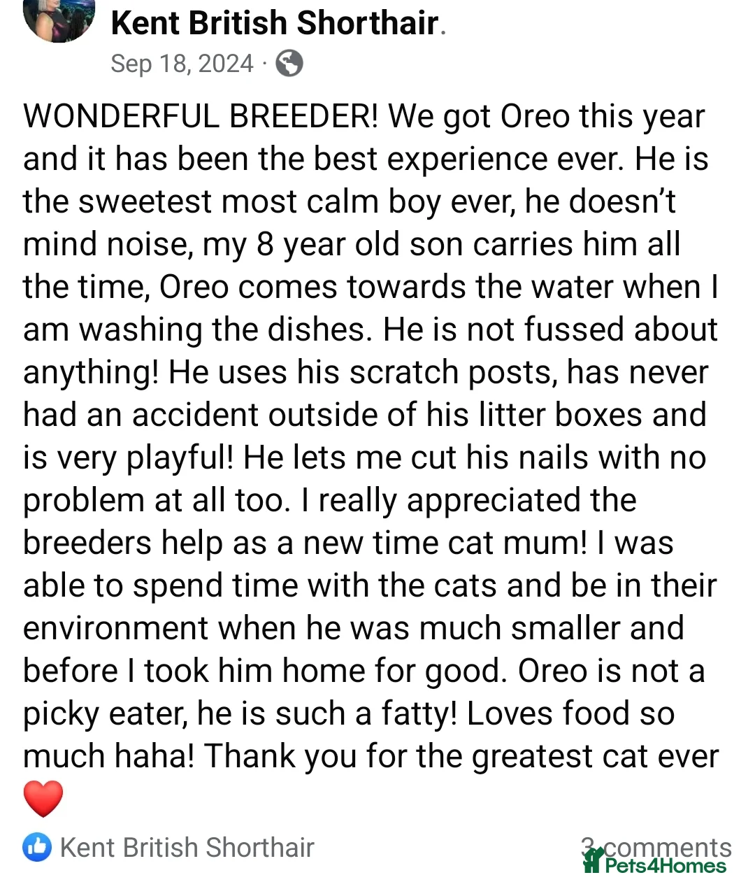 British Shorthair cats for sale: Your Furry Fantasy Awaits! - Advert 36