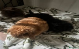 Mini Lion Lop rabbits for sale: Mini lion lop babies  - Image 9