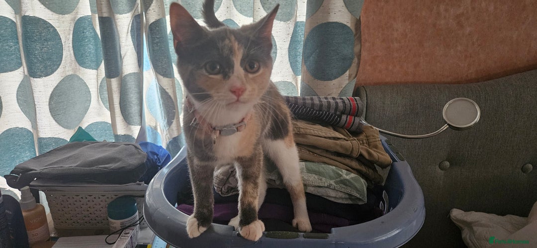 Mixed Breed cats for sale: Male and Female Kitten - Image 5
