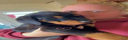 Rottweiler dogs for sale: Last little girl  - Advert 3
