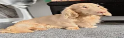Dachshund dogs for sale: ❤️ Beautiful Long Haired Dachshund Puppies - Advert 5