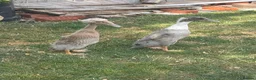 Ducks poultry for sale: Runner ducks - Advert 2
