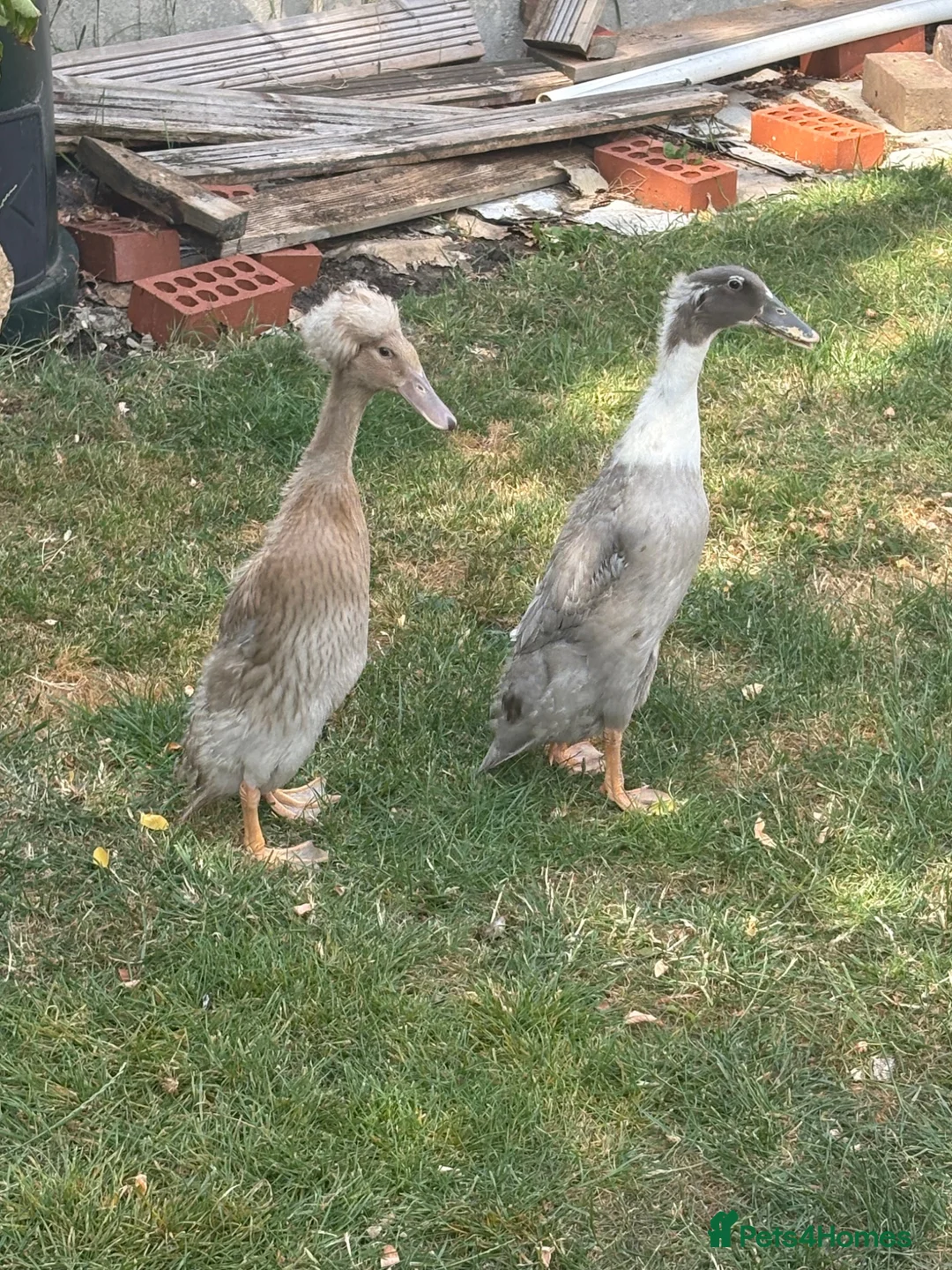 Ducks poultry for sale: Runner ducks - Advert 2