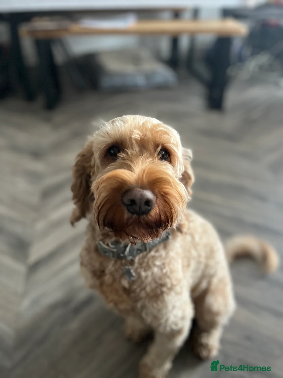 Cockapoo dogs for stud: Cockapoo Stud Dog (PROVEN) in Maidstone - Advert 5