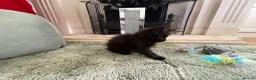 Maine Coon cats for sale: Maine Coon Kittens 2 males  - Advert 8