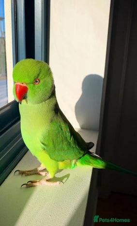 Ringnecks birds - Advert 3