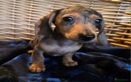Miniature Dachshund dogs for sale: STUNNING KC pups. READY NOW. REDUCED  - Image 2