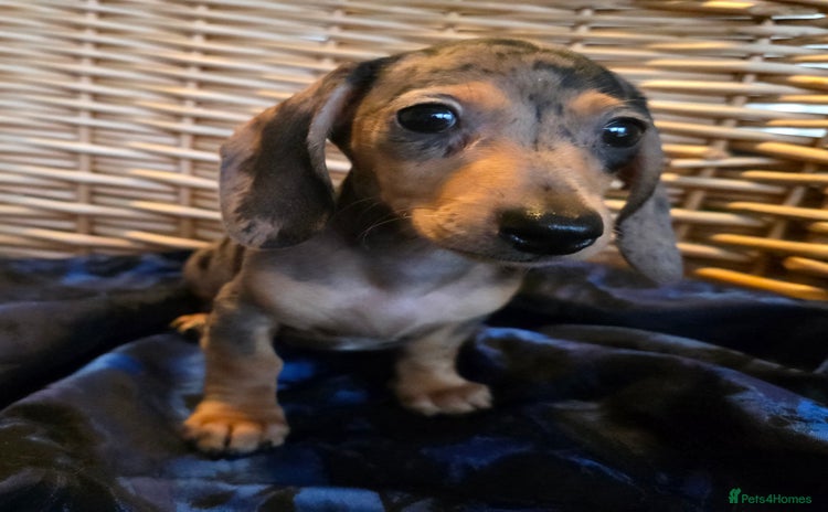 Miniature Dachshund dogs - Advert 7