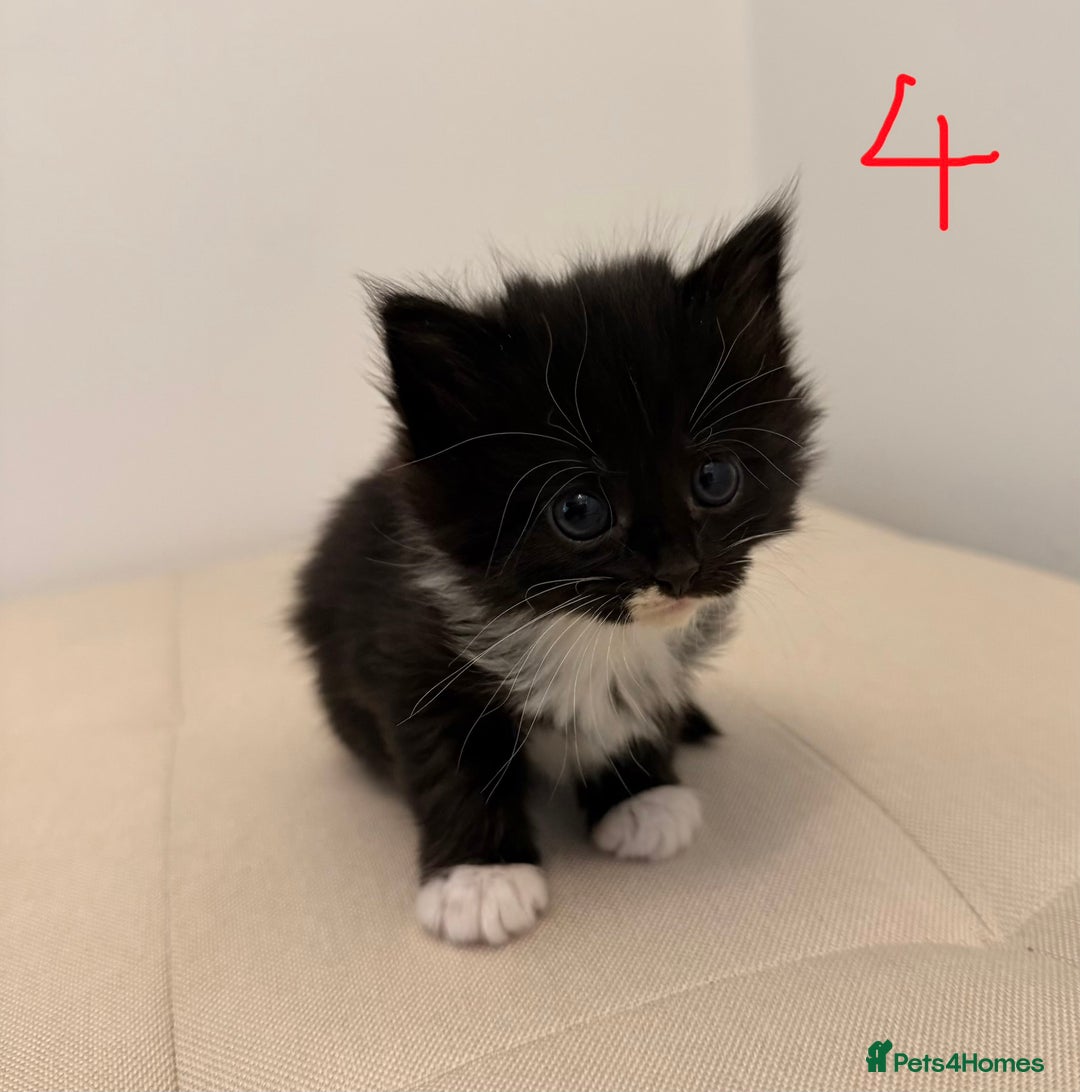 British Longhair cats for sale: 4 Beautiful Kittens  - Image 10