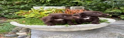 Cocker Spaniel dogs for sale: Cocker spaniel puppies  - Advert 6