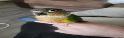 Conures birds for sale: For sale concour   - Advert 3