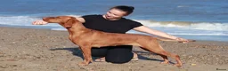 Hungarian Vizsla dogs for sale: High Quality Hungarian Vizsla Puppies - 2 boys - Advert 17