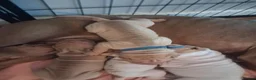 Shar Pei dogs for sale: Adorble shar pei puppts in Dagenham - Advert 11