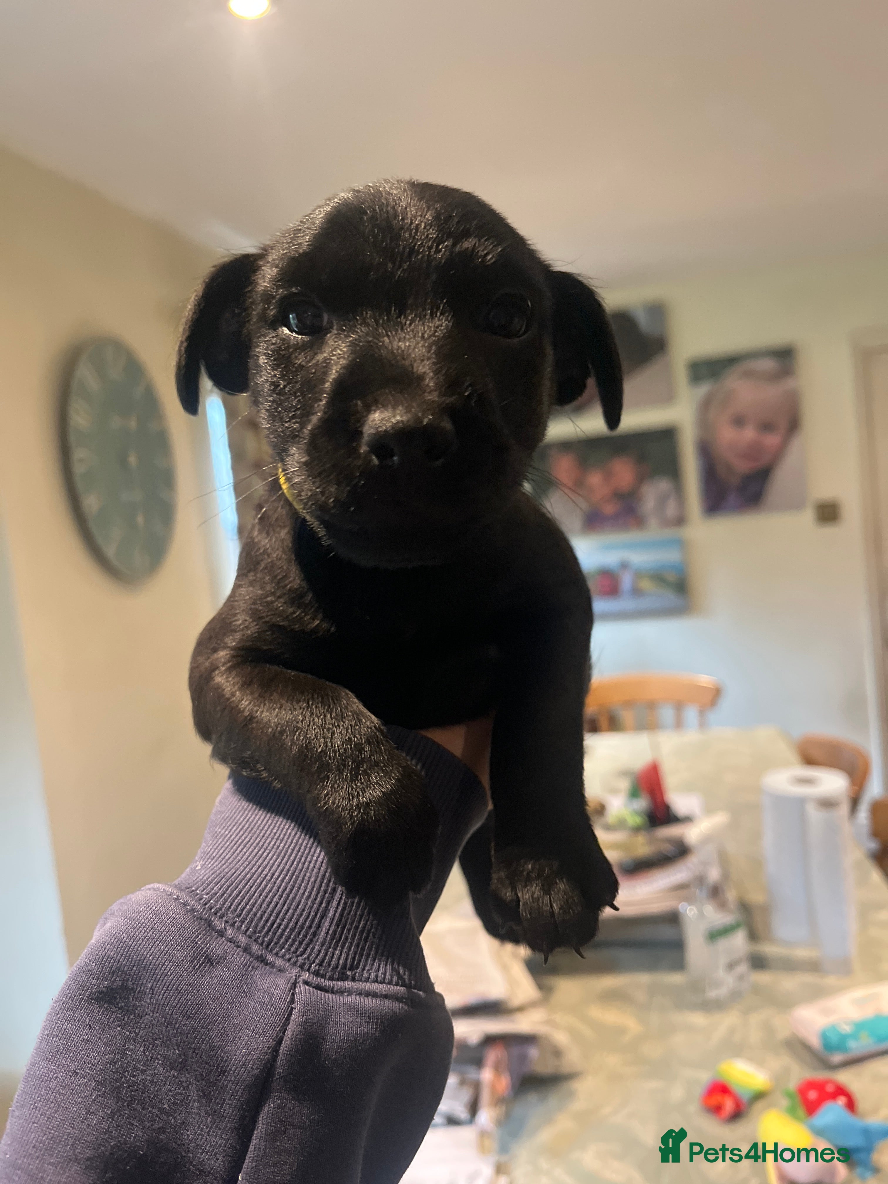 Patterdale Terrier dogs Patterdale pups for sale  - Advert 2
