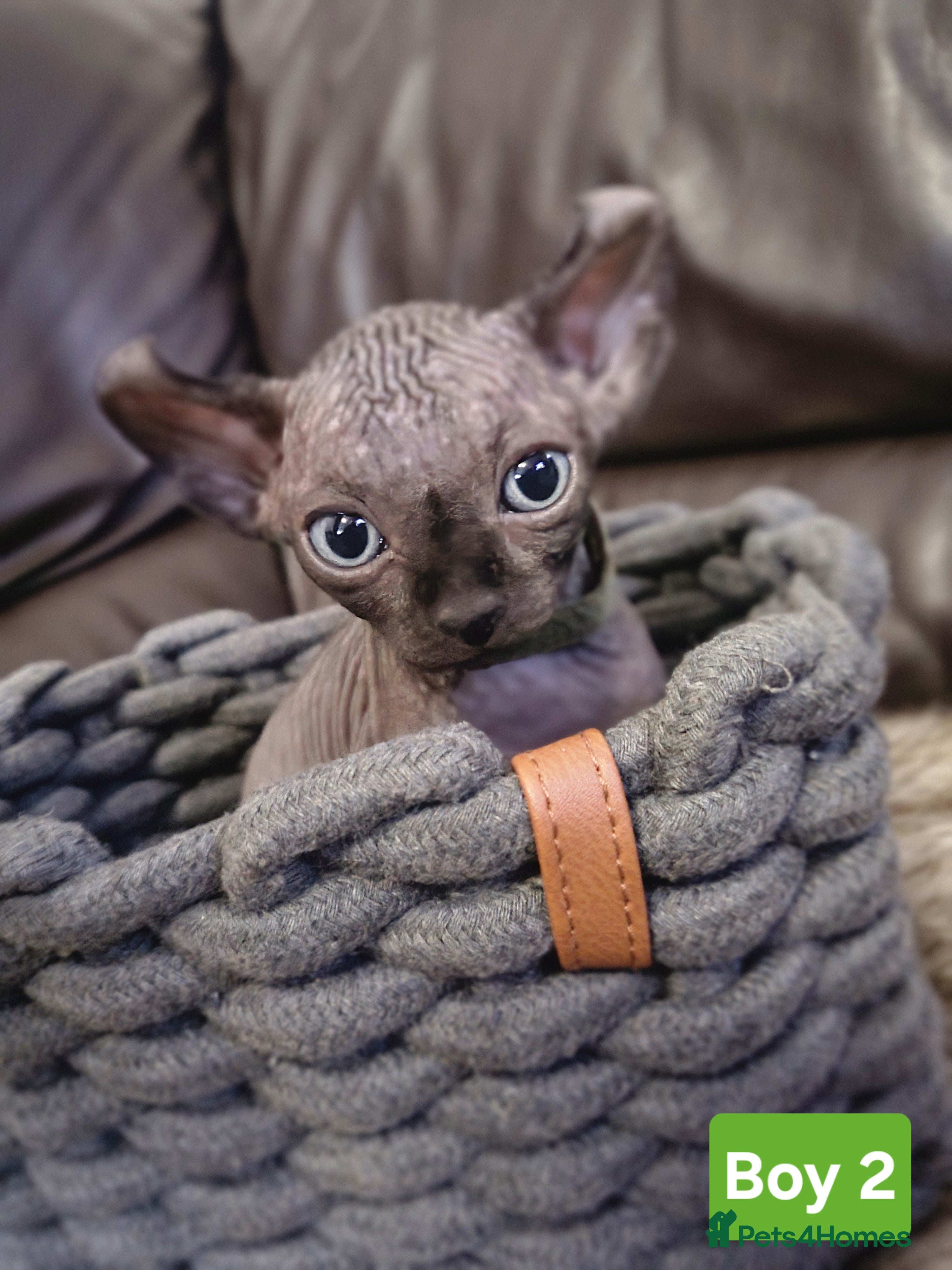 Sphynx cats 🌟 Elf Sphynx Kittens–Last Friendly Boys  🌟 - Advert 8