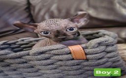 Sphynx cats for sale: 🌟 Sphynx Kittens – 5 Friendly Boys Ready Soon! 🌟 - Image 18