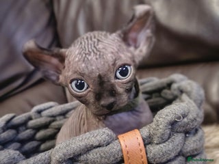 Sphynx cats 🌟 Sphynx Kittens–Last Friendly Boys Ready Soon 🌟 - Advert 5